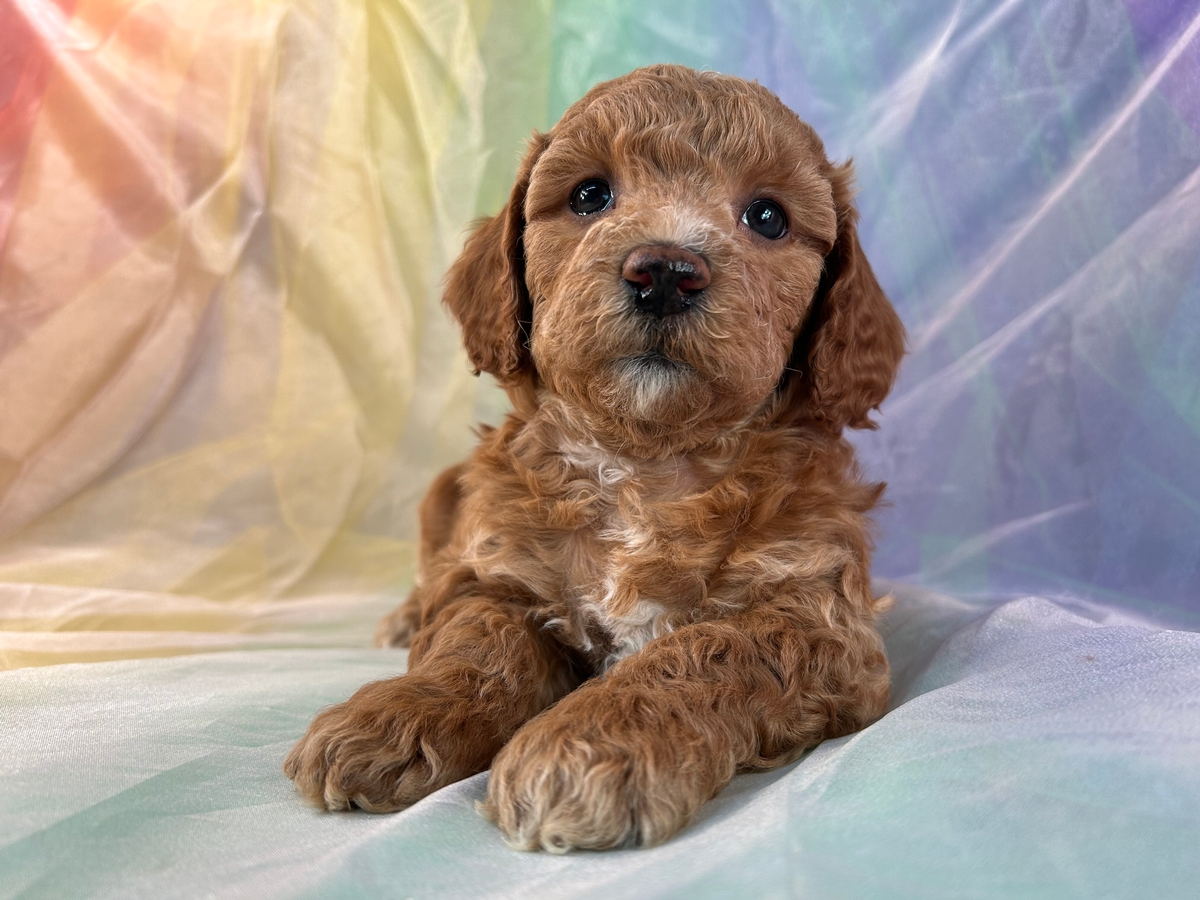 Female Bichon Poodle Puppy for Sale, Iowa Breeders $1200